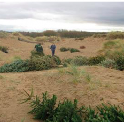 Christmas trees being used for dune protection