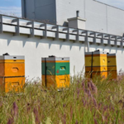 Bees in Białystok