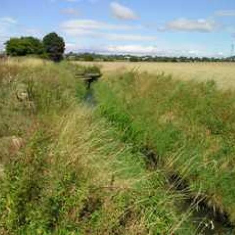 Good water vole habitat web (Ref. 1) 