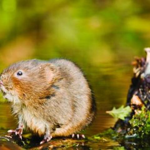 Water Vole Owler Beck restoration Elliott Neep Ref. 1