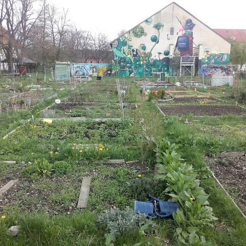 Vegetable beds in a community garden