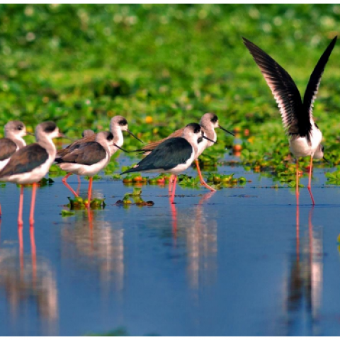 Biodiversity in East Kolkata Wetlands