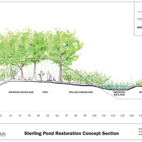 Sterling Pond Restoration Concept