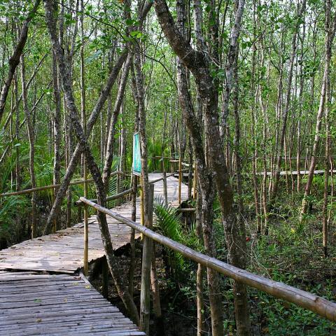 Mangroves at the Ecopark