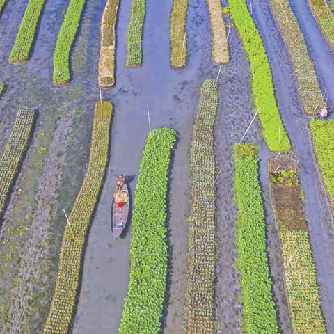 Floating gardens