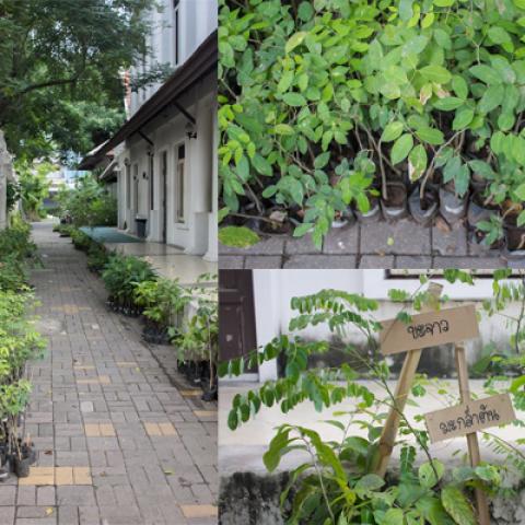 Mue Yen Mueng Yen - Tree Saplings