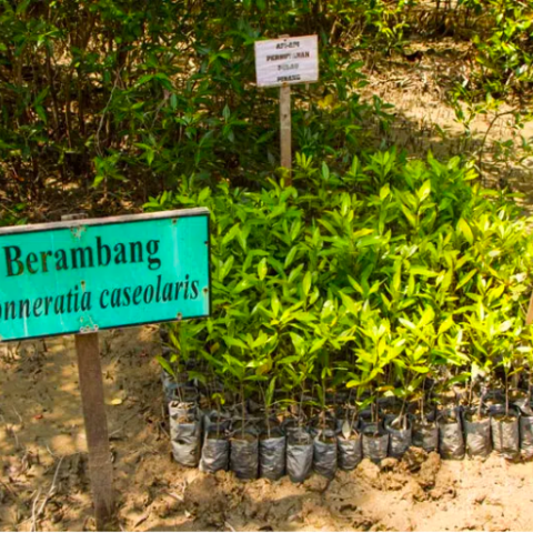 Forestry nursery at the PIFWA, Mangrove Education Centre