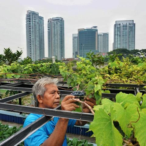 Increment of Urban Farming during COVID19