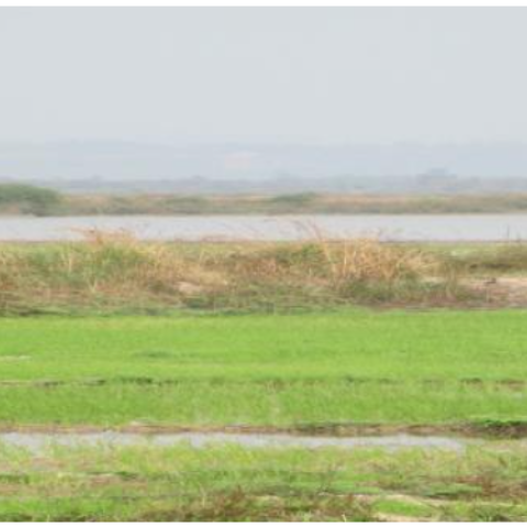 Nong Peung Wetland