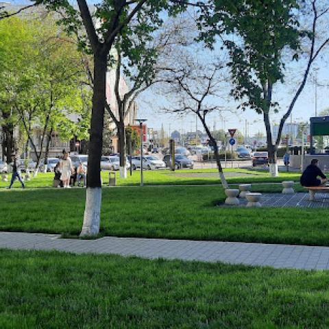 Green spaces and trees in the park 