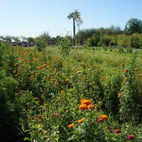 An overview of Maya's Farm showing lush rows of greenery in the field 