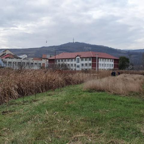 Seedlings planted in area of implementation 