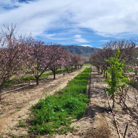 An overview of the restored mixed fruit orchard at Pinnacle Farms. 