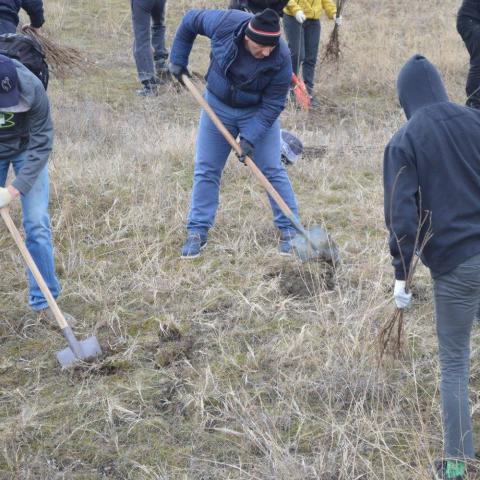 Planting of tress in the are where NBS is implemented