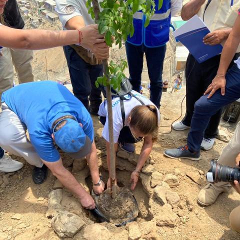 Group of volunteers planting trees