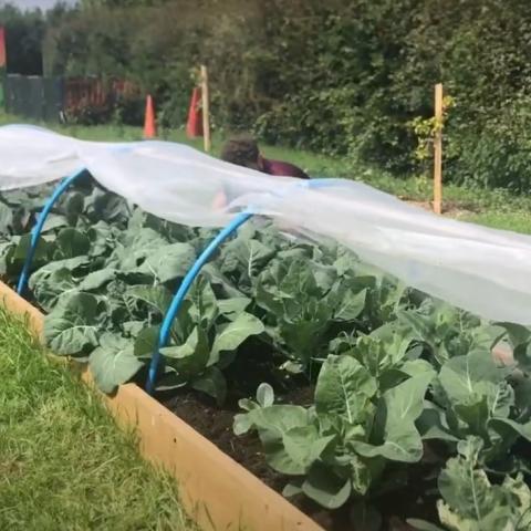 The GLAS Community Garden in Blanchardstown