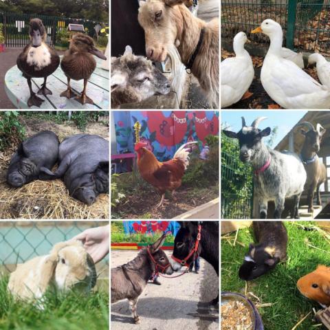 St. Anne's City Farm & Ecology Centre