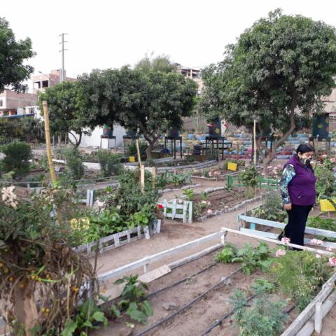 Picture of the Community Garden. Some parcels can be seen 