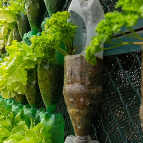 Vertical lettuce pots