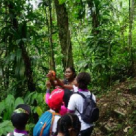Forest excursion: part of the second implementing activity