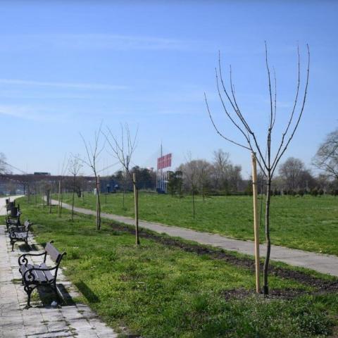Planted Trees along the Usce Promenade