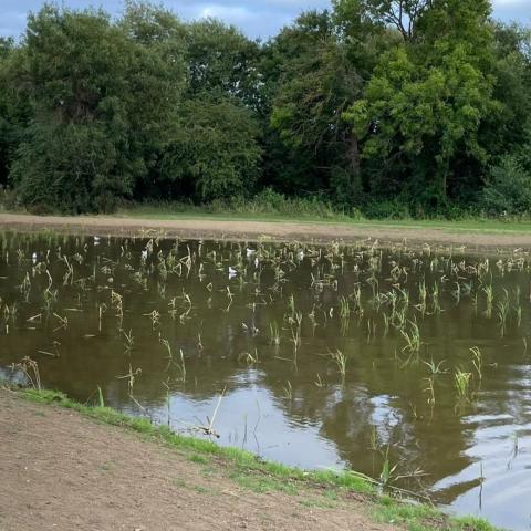  Wetlands at Greffeen Park