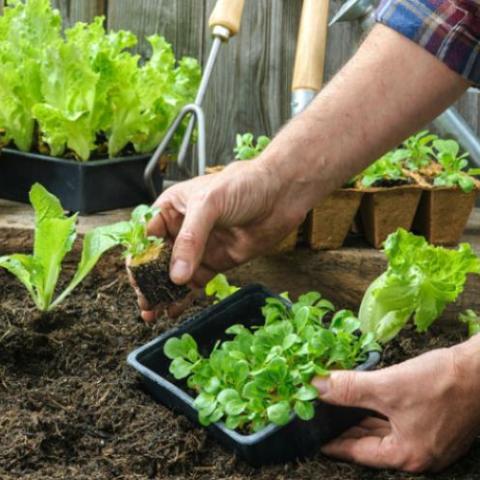Community Garden - Huertos en línea