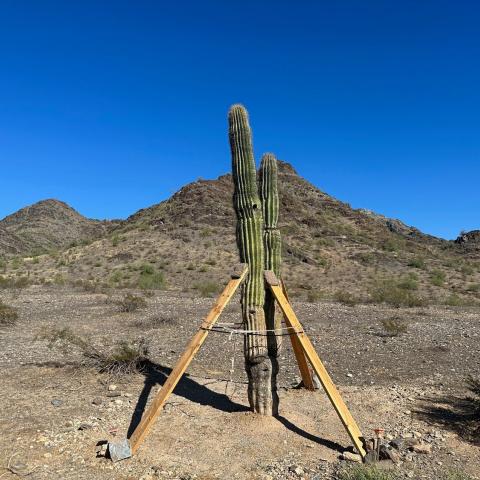 A saguaro newly replanted at the Dreamy Draw Recreation Area is supported after its recent transplantation from the 24th Street water treatment facility.