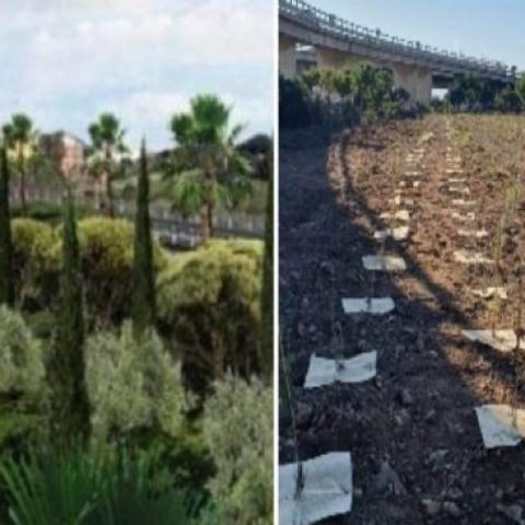 New trees planted in the San Paolo area.