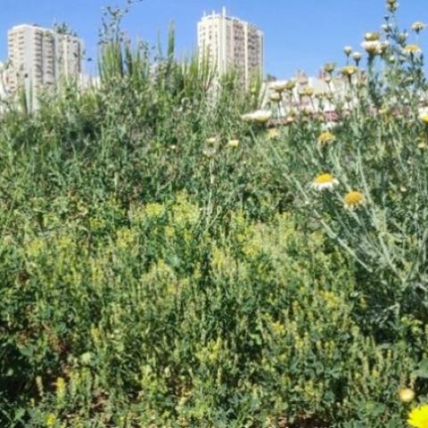 The picture shows local greenery in the Areeiro neighbourhood.