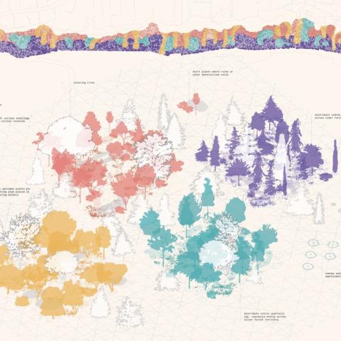 Schematic illustation of forest patches including structural and species compositon.
