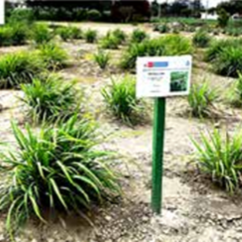 Crop of Cymbopogon citratus (DC.) Stapf “hierba luisa