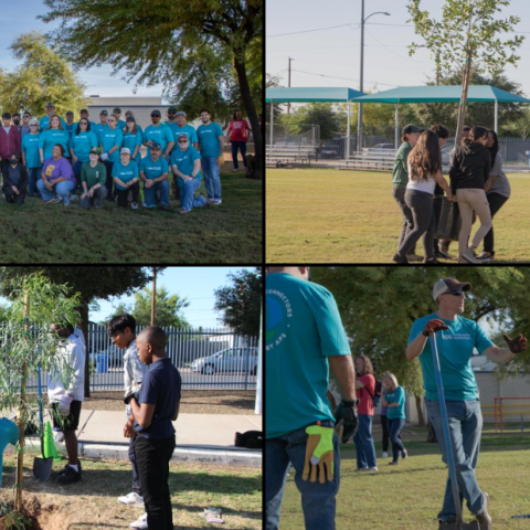 An overview of shots taken during the tree planting eventt