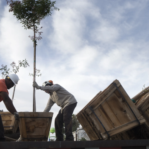 Two individuals handling a tree that will be planted at the park 