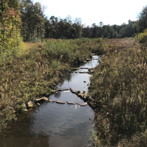 Tiawassee Creek in Lake Forest is one of the waterways in the D'Olive Creek watershed restoration project.