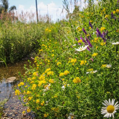 Rain Garden in Gdansk