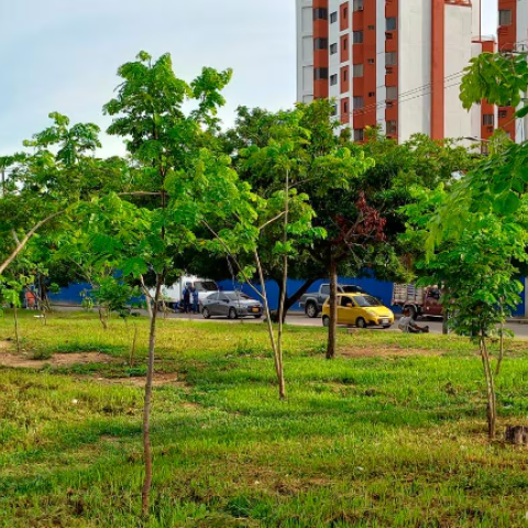 photo of a section of the green areas of the avenue