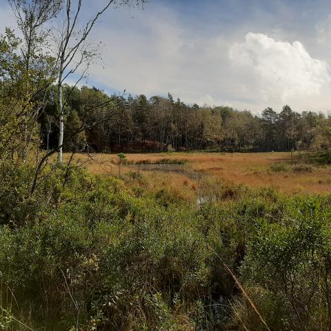 A wetland with lots of vegetation surrounded by forest