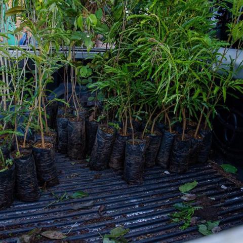 Trees to be planted on the tree planting day