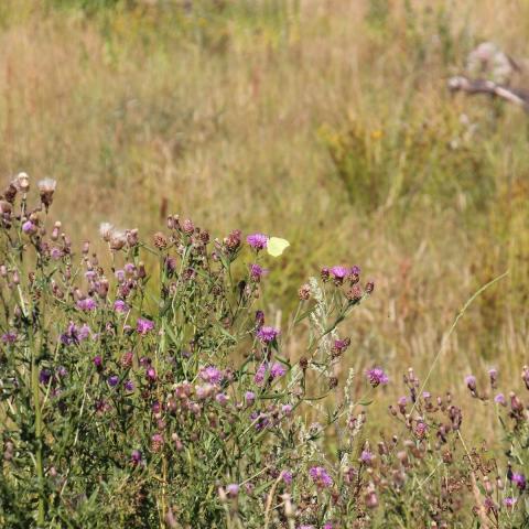 A meadow with purple flowers and a few butterflies