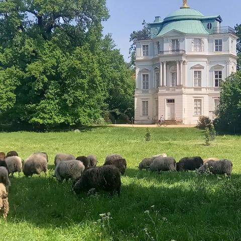 Sheep grazing in front of the Belvedere building