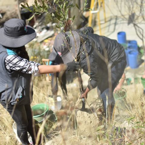 Volunteers planting saplings 