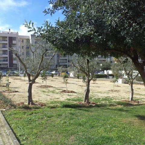 Photo of the orchard: green areas and its newly planted trees