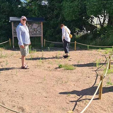 A group of people standing in and around a marked off sandy area, where meadow flowers have been planted. An insect hotel is in the background.