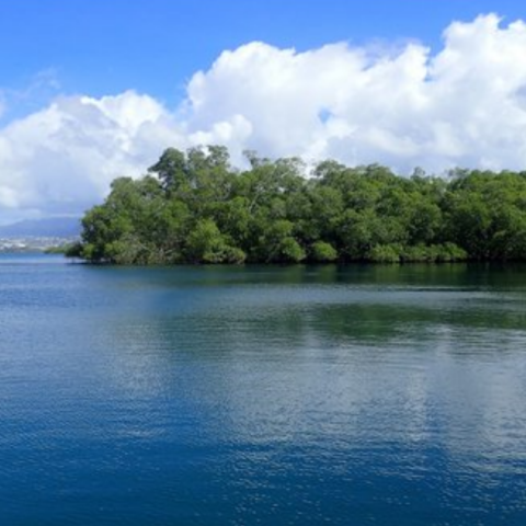 Mangrove of the great bay