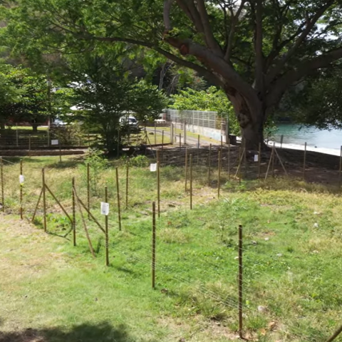 Fenced area for sea turtle nesting