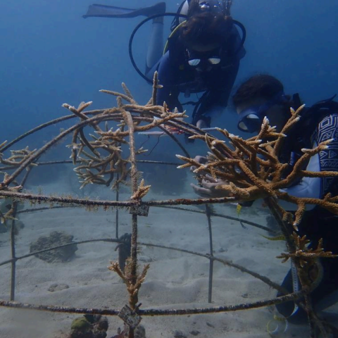 The domes used to regenerate coral reefs
