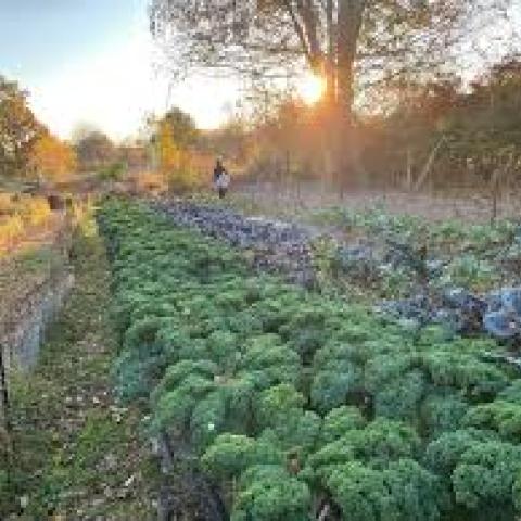 D-town Farm Detroit Vegetable Beds