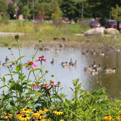 ducks at marshland