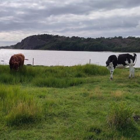 Two cows grazing in a green, lucious grassland, just in front of the water. 